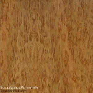 eucalyptus_pommele.jpg